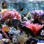 SimAQUARIUM Screensaver 2.7 Complete - Скринсейвер